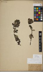 Foto von Salix myrsinifolia Salisb.